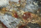Colorful, Hubbard Basin Petrified Wood Slab - Nevada #244889-1
